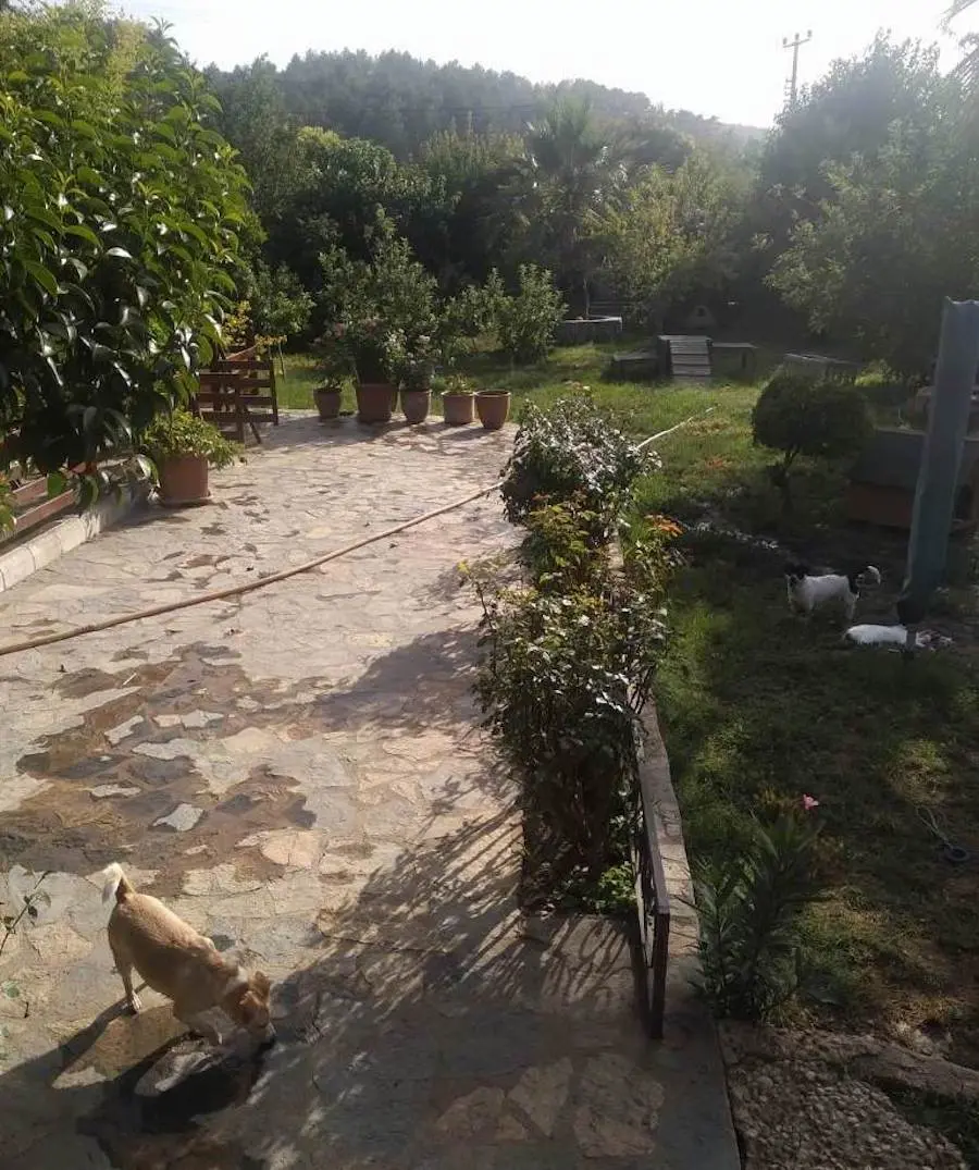Mature garden